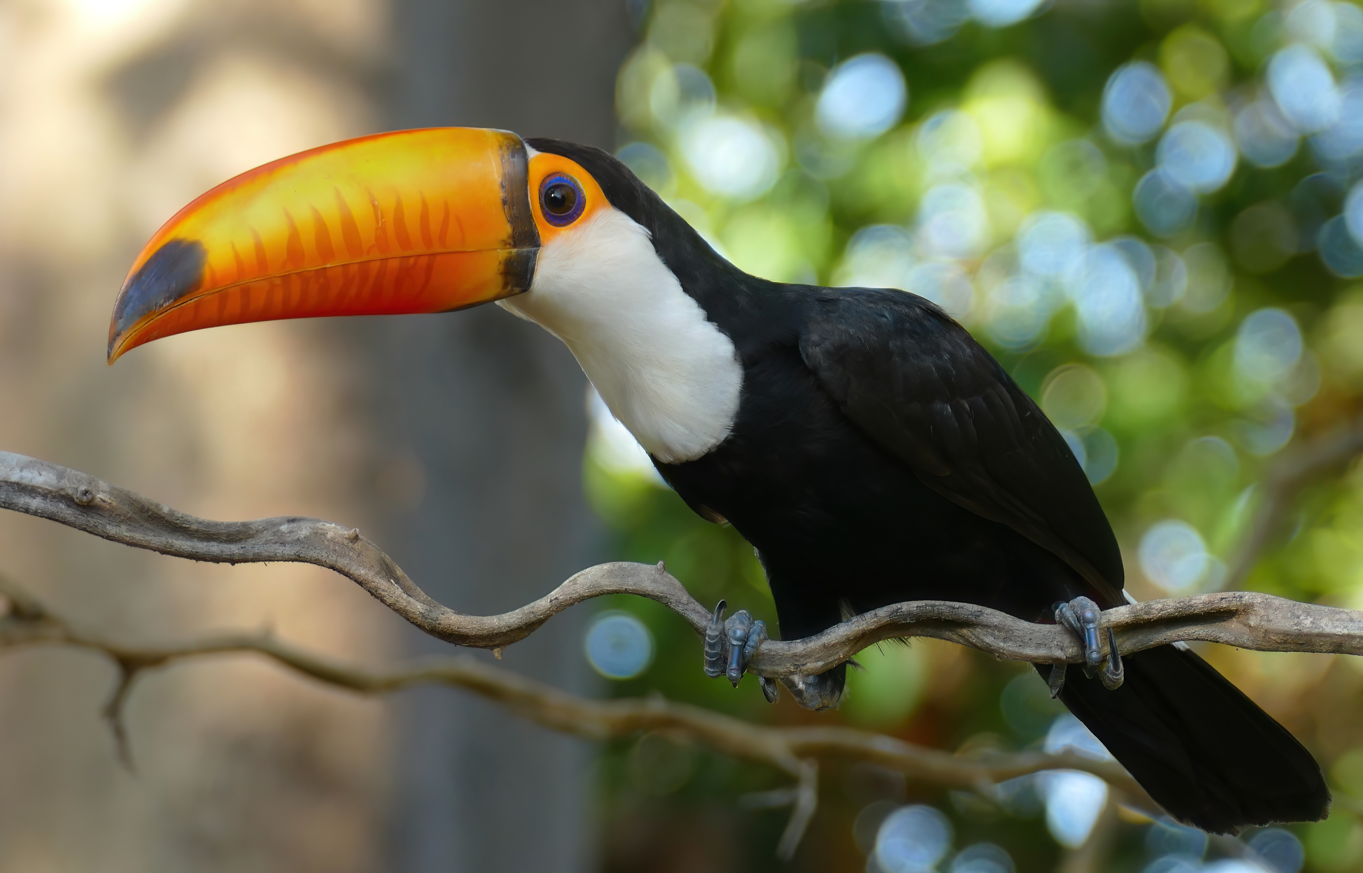 toucan